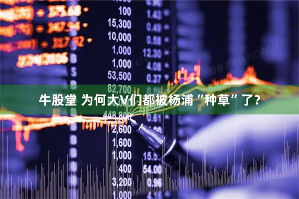 牛股堂 为何大V们都被杨浦“种草”了？